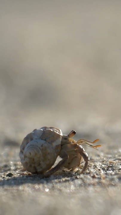   Geographer Crab:  A Tiny Armored Explorer Navigating Shallow Waters and Exhibiting Remarkable Camouflage Capabilities!