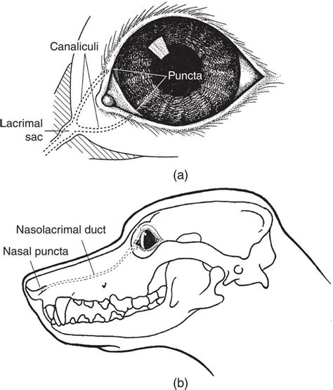  Nasolacrimal Duct Trematode: Een Parasiet Met De Gewen Van Een Dierenarts En Het Charme Van Een Schurk!