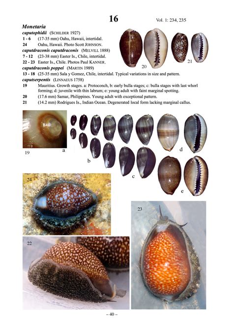  Ovate Cowrie: A Gastropod Wonder That Combines Striking Patterns With a Remarkable Shell Architecture!