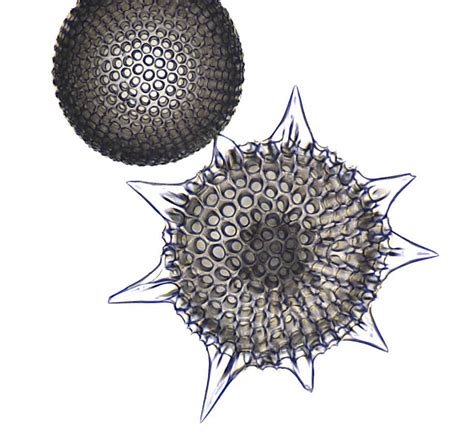  Radiolarian: Een Kleine Schaduw van een Schekel met een Skelet van Kiezel!