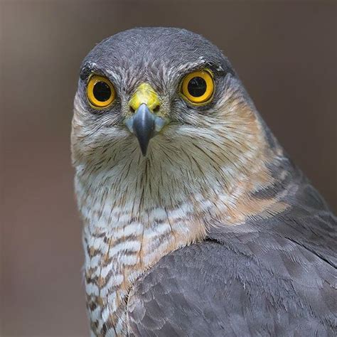  Sperwer! Deze roofvogel met zijn scherpe blik en indrukwekkende vliegkunsten laat je versteld staan