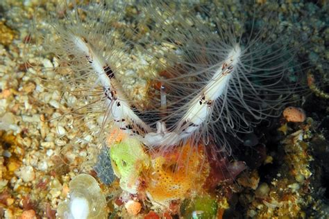  Tubeworm! Een buisbewoner met borstels die diepzeeduitdagingen trotseert