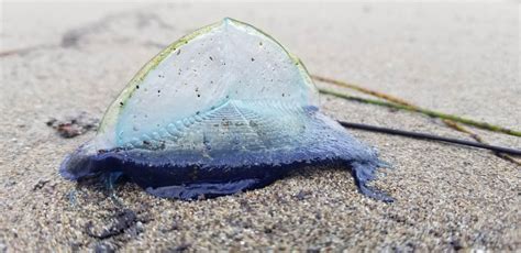  Velella velella: Een enigmatische drijvende kolonie die de zeeën beheerst!