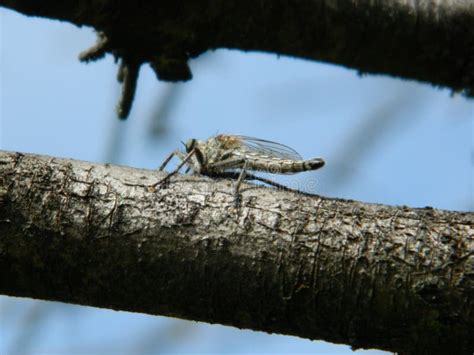  Watermeekap! Een kleine insect met een groot verhaal en onverwachte kracht